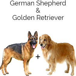 Golden Shepherd Dog